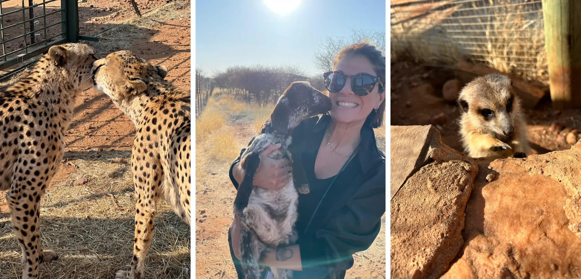 Go work as an animal caregiver abroad in Namibia!