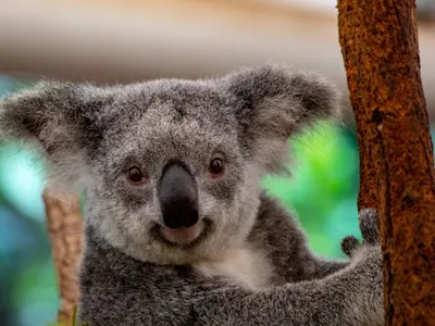 Notre mission de protection de l’environnement en Australie