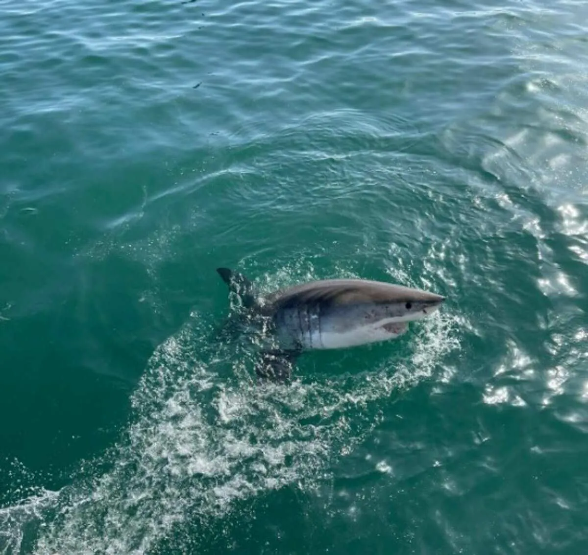 Marine Conservation: Sharks, Whales and Penguins, South Africa, photo 2