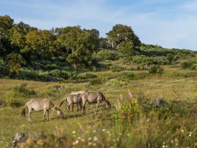 Camp ecovolontariat portugal