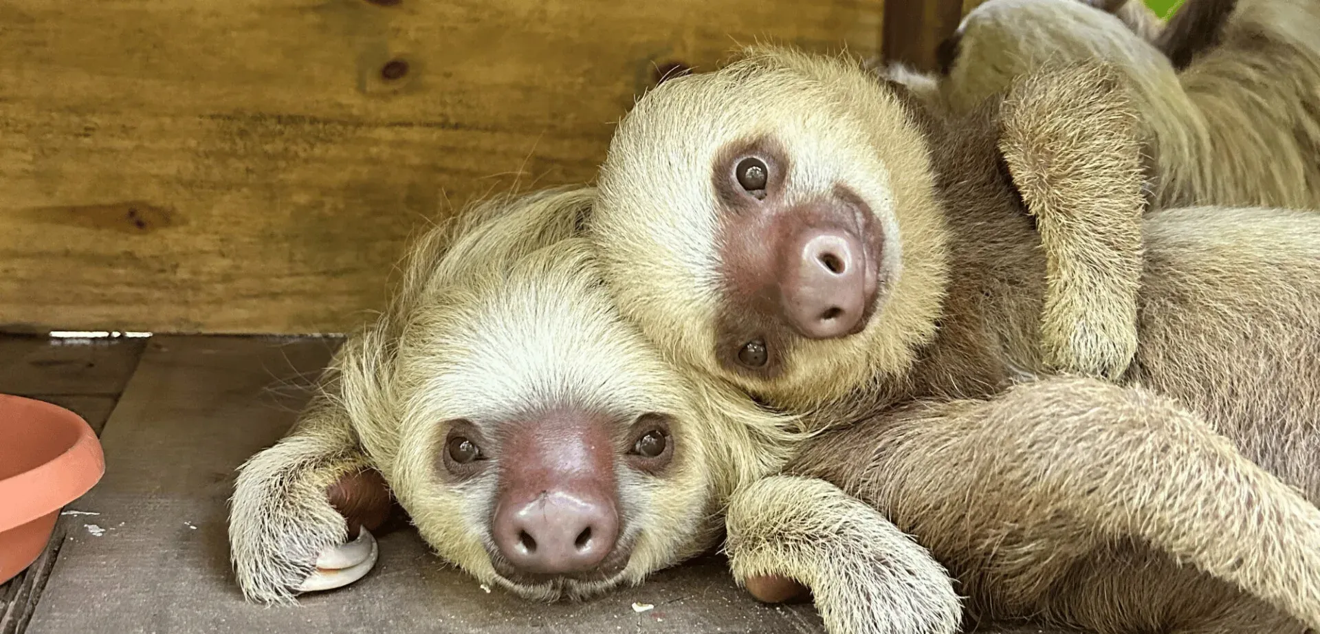 S’engager pour les animaux au Costa Rica : le témoignage de Carla