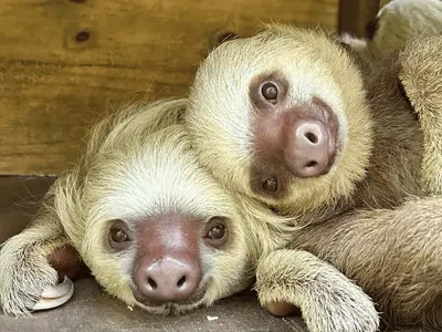 S’engager pour les animaux au Costa Rica : le témoignage de Carla