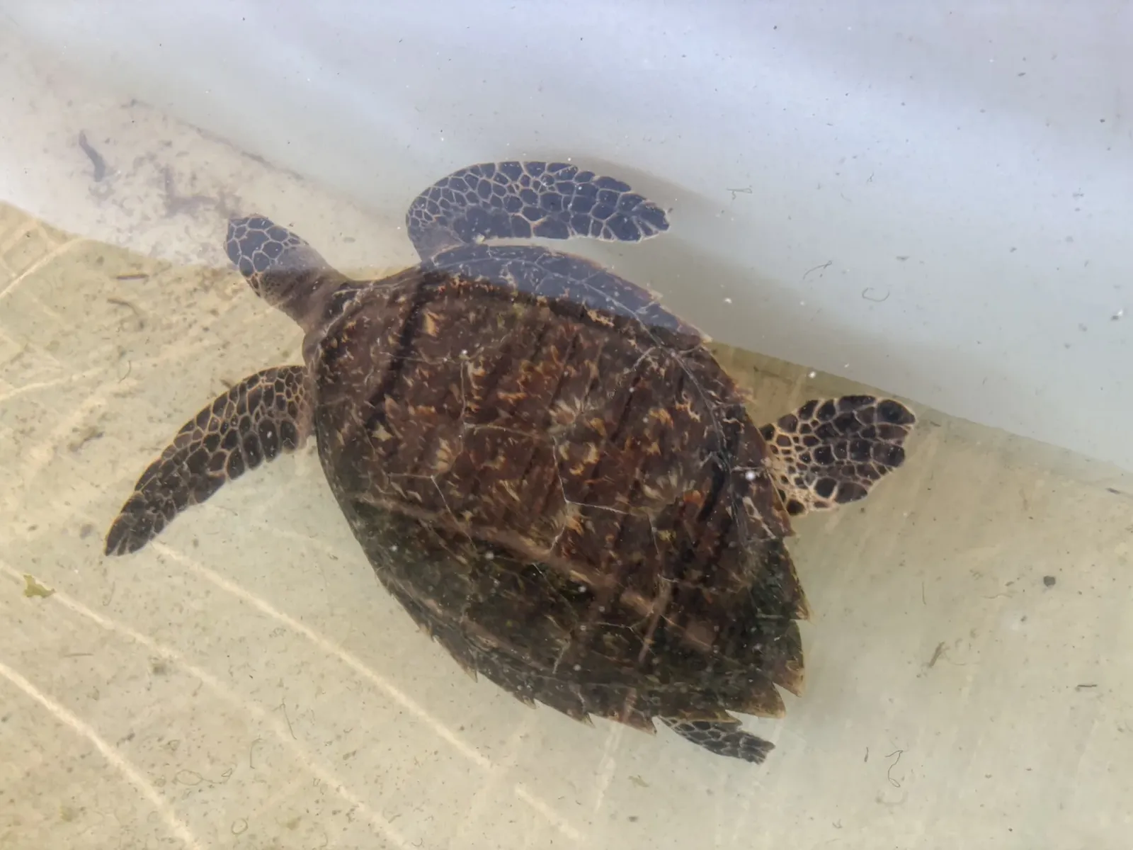 Conservation des tortues marines à Zanzibar, Tanzanie, photo 18