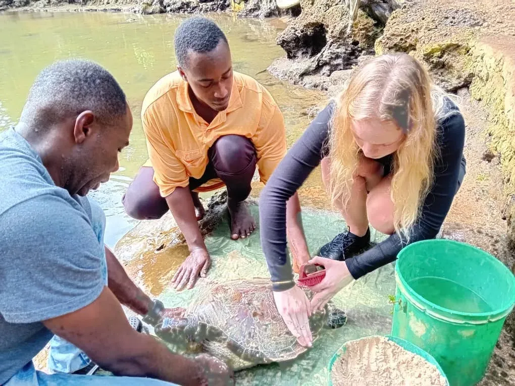 Conservation des tortues marines à Zanzibar, Tanzanie, photo 16