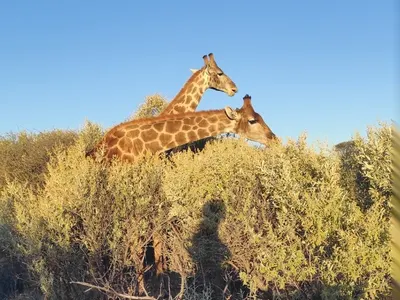 Girafes dans la réserve en Namibie