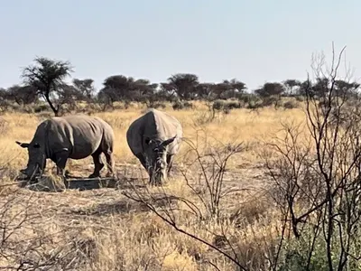 Rhinocéros dans la savane de la réserve en Namibie