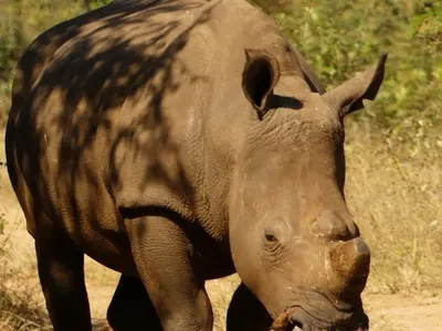 Rhinocéros dans la réserve du projet Big Five en Afrique du Sud