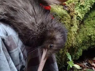 Volunteer with wildlife in New Zealand