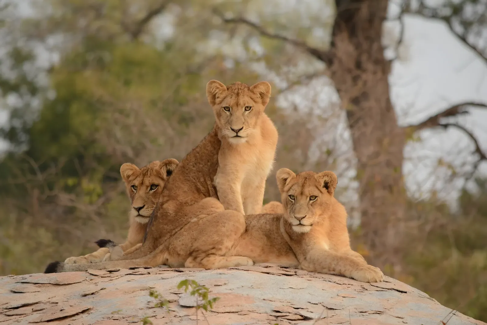 Wildlife Sanctuary near Johannesburg, South Africa, photo 3