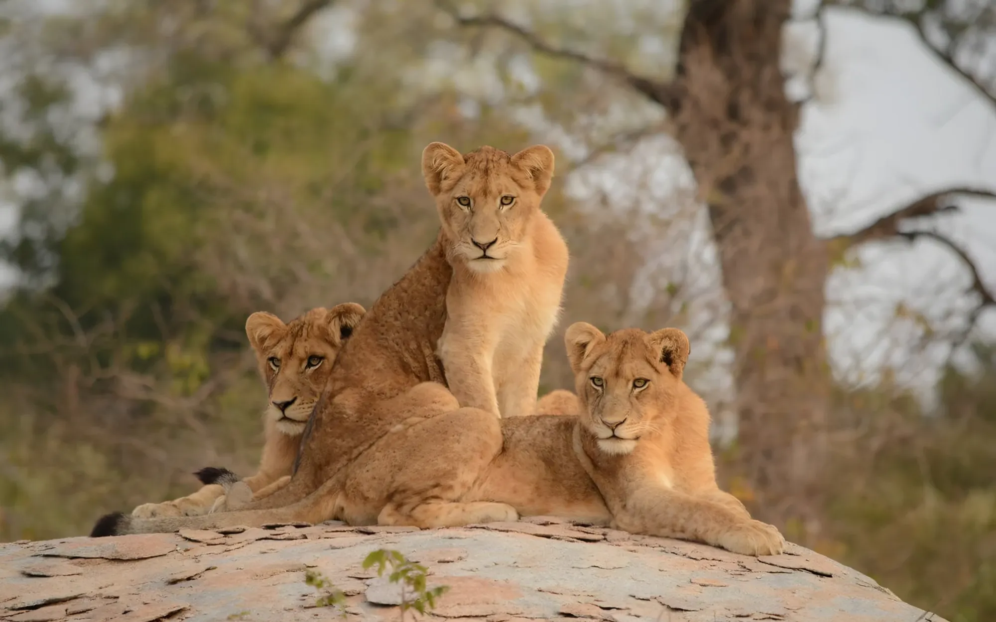 Wildlife Sanctuary near Johannesburg, South Africa, photo 3