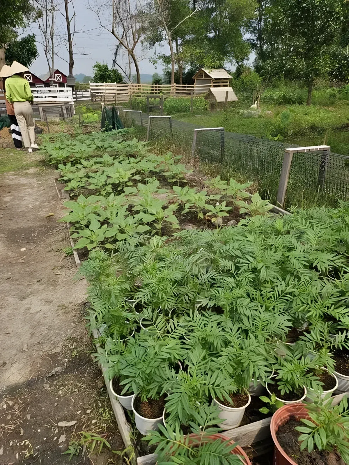Projet de permaculture au Vietnam, Viêt Nam, photo 9