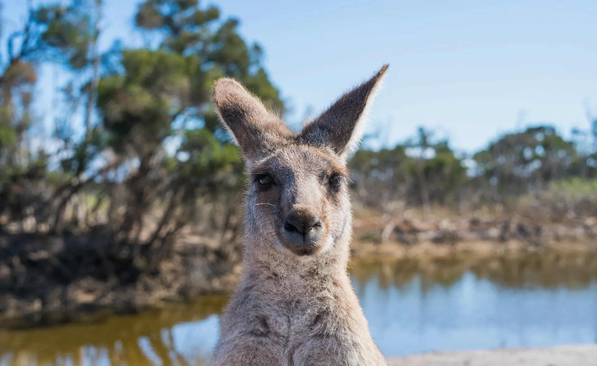 Refuge animalier en Australie : Cyrielle raconte son volontariat sur place !