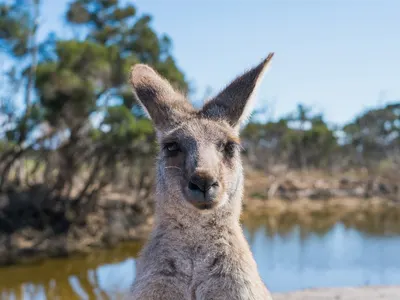 Refuge animalier en Australie : Cyrielle raconte son volontariat sur place !