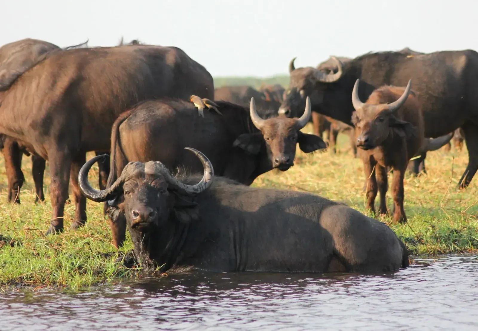 Summer camp : projet éducatif et protection des girafes au Kenya