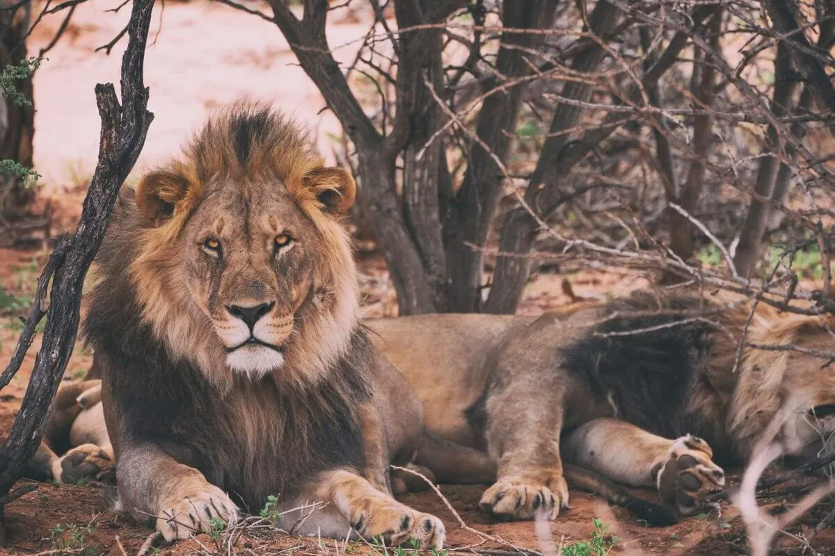 Protection des lions en Afrique du Sud