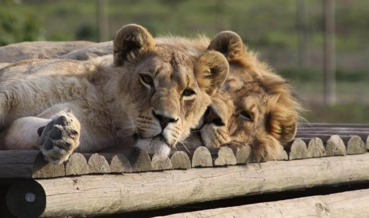 Protection des lions en Afrique du Sud