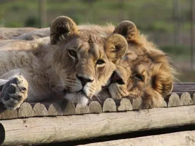 Protection des lions en Afrique du Sud