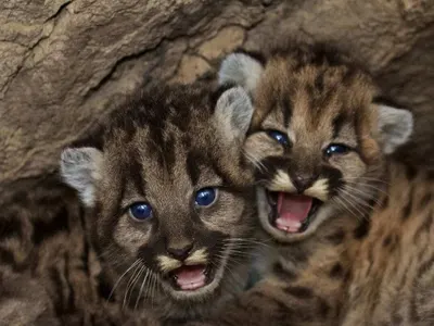 Puma's natural reserve, Argentina