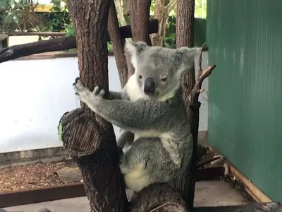 Animal project in Australia, photo 2