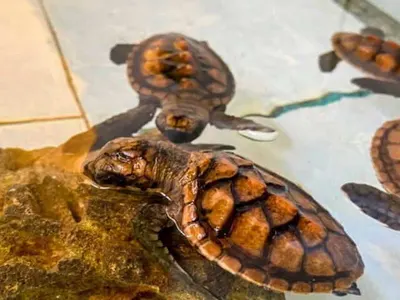 Marine animal humanitarian project