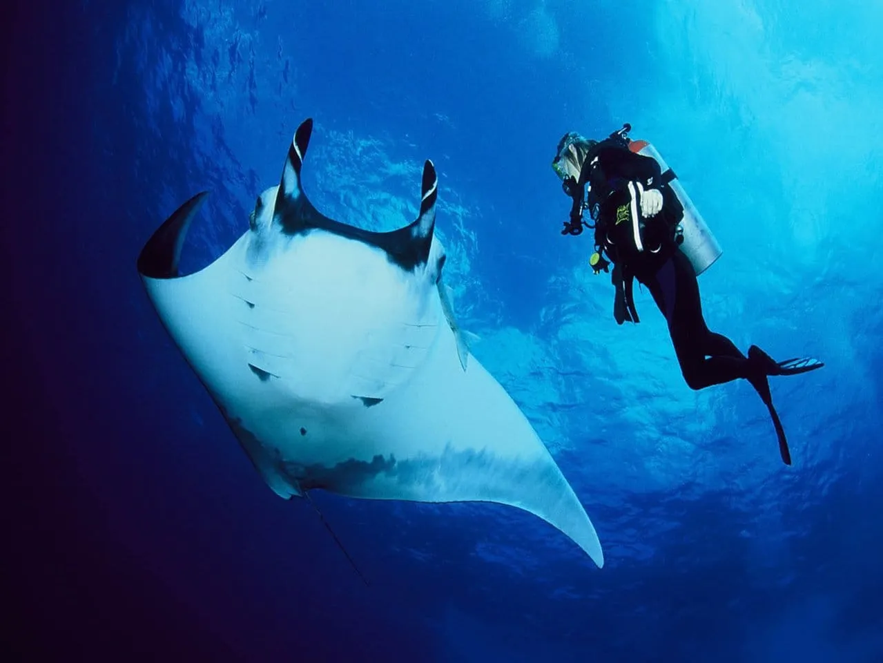 Protection marine : requins-baleines au Mozambique