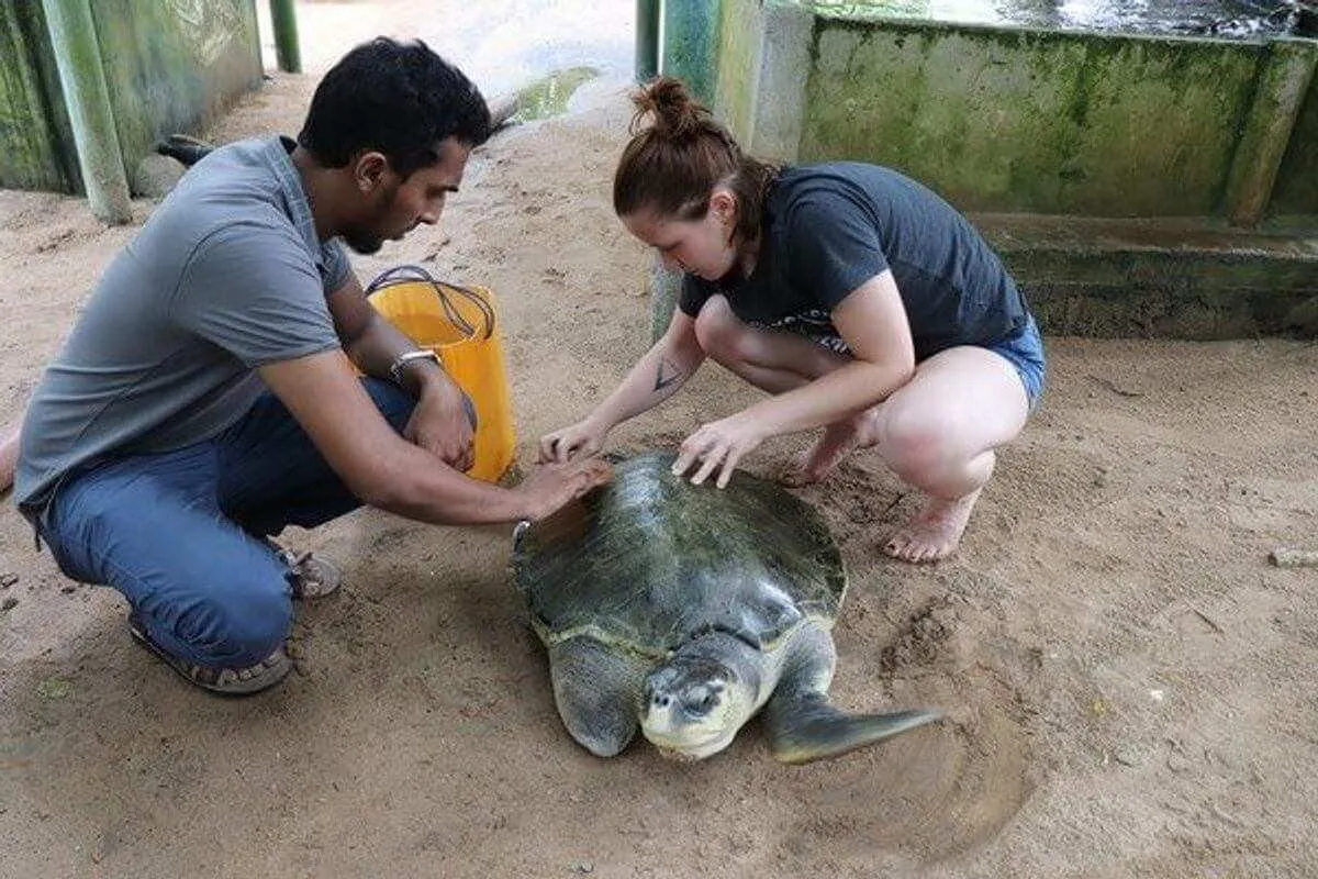 Sea Turtle Conservation Volunteer in Sri Lanka, photo 16