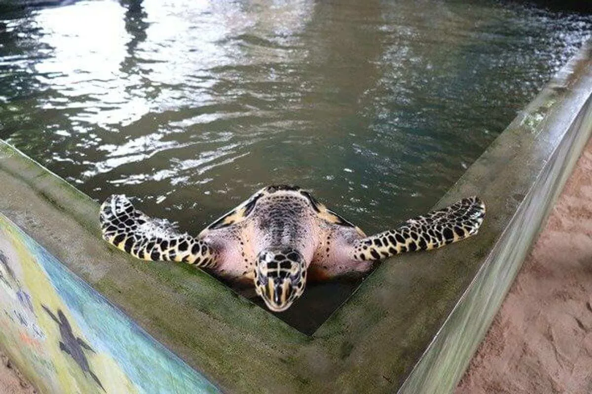 Sea Turtle Conservation Volunteer in Sri Lanka, photo 27