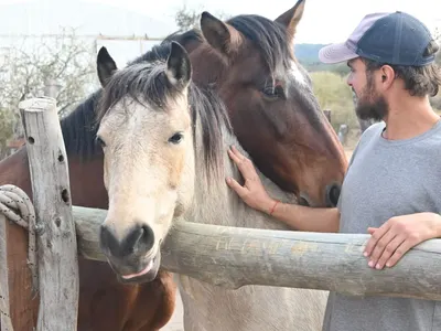 Care in a horse sanctuary in Argentina, photo 17