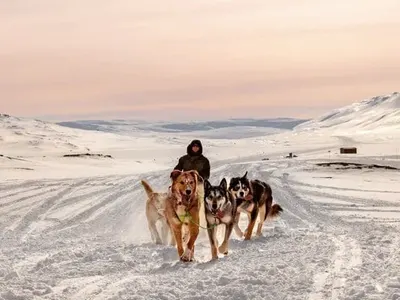 Husky project in Swedish Lapland, Sweden