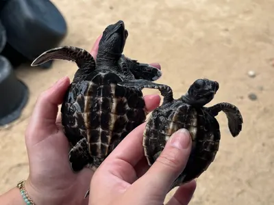 Retour d’expérience de « l’aventure extraordinaire » de Marine à Nusa Penida