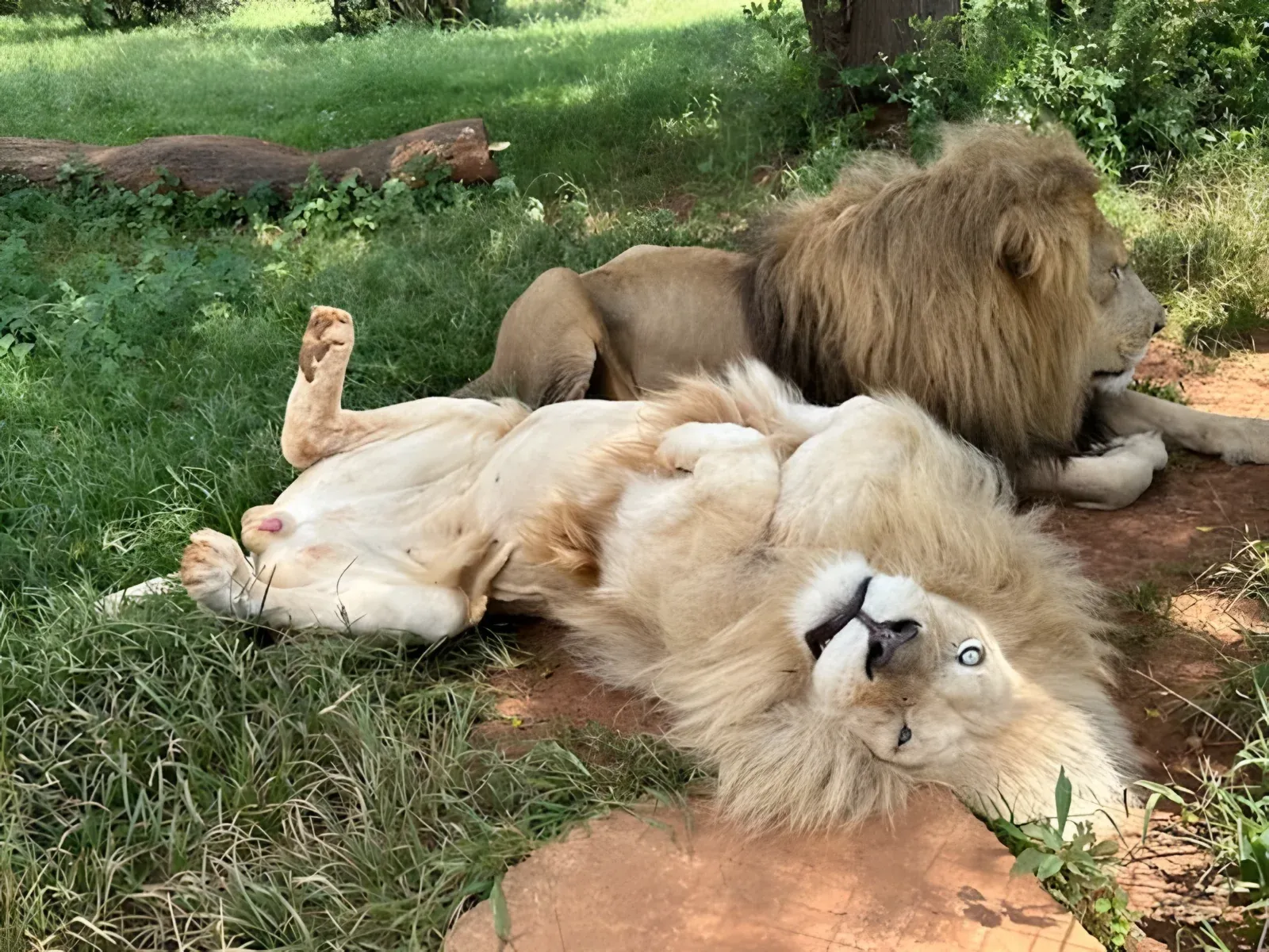 Léa en Afrique du Sud : la protection des animaux sauvages !