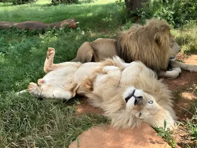 Léa en Afrique du Sud : la protection des animaux sauvages !