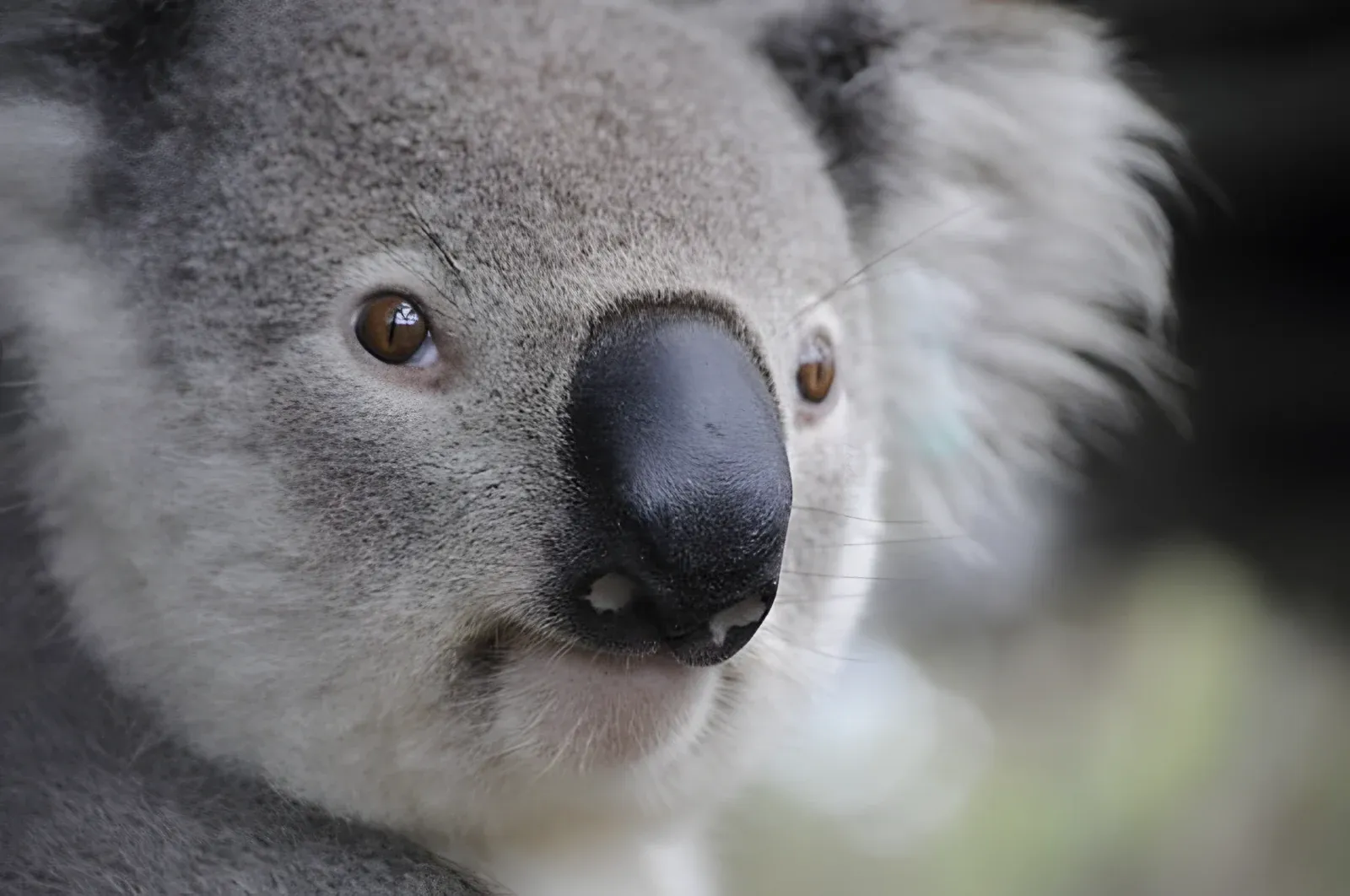 Koala g2ad31fcdd