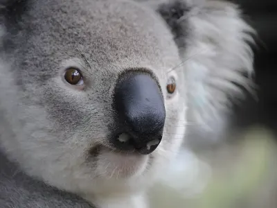 Koala g2ad31fcdd