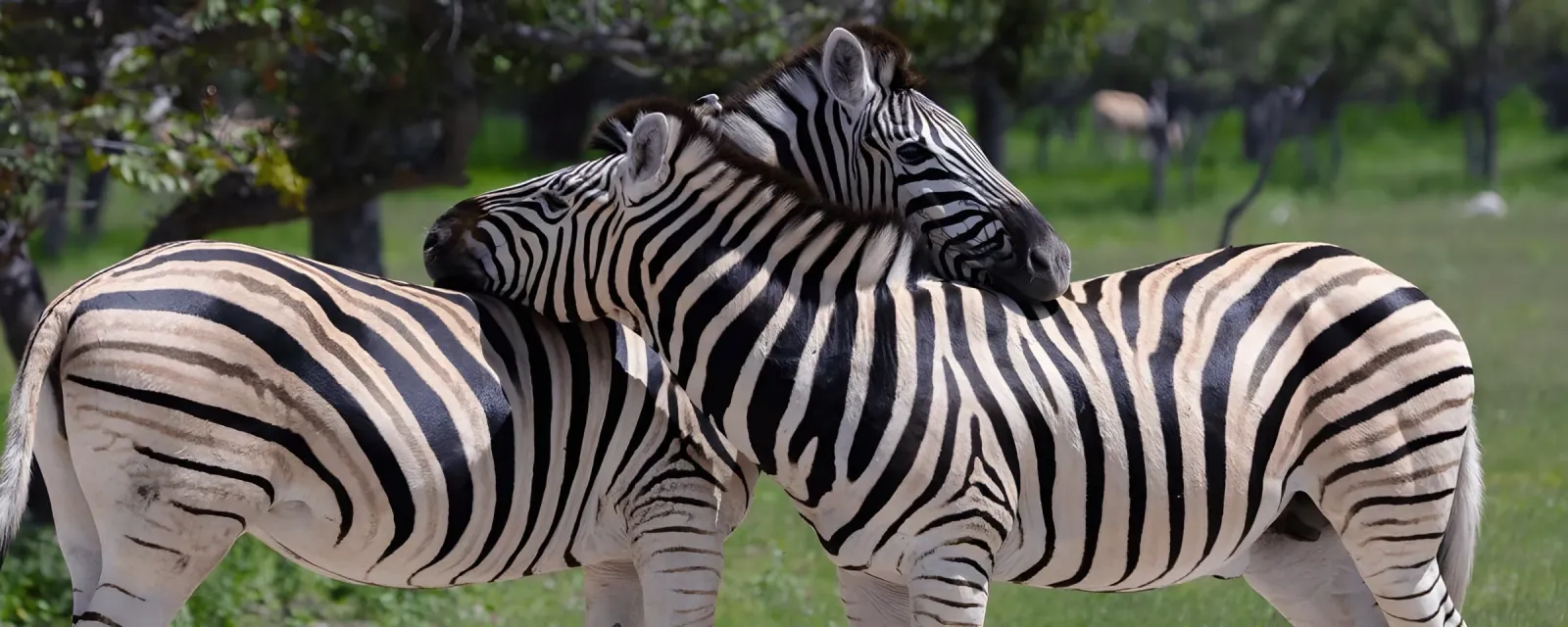 Volunteer with animals in Namibia
