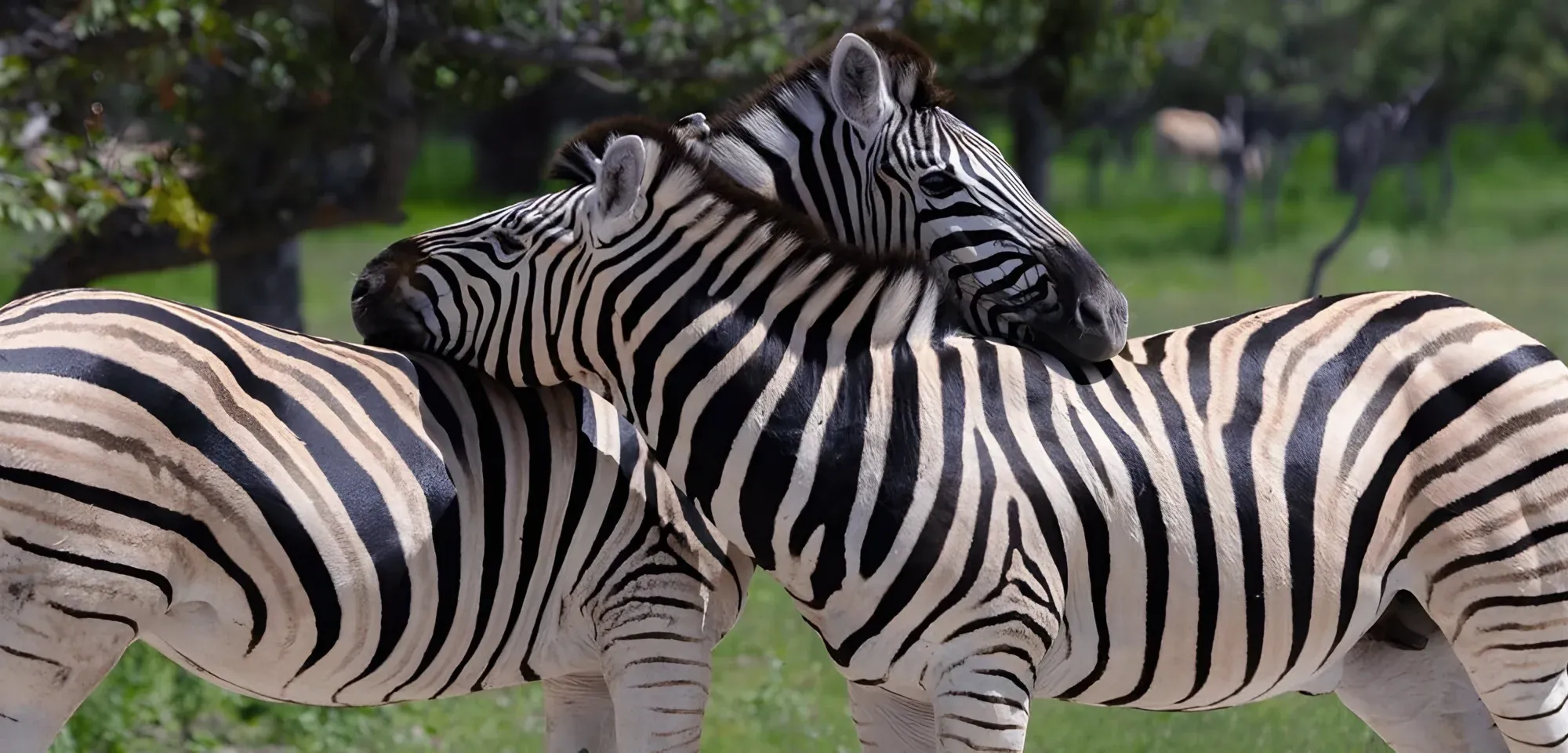 Réserve animalière en Namibie