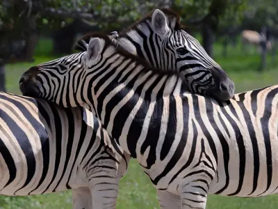Volunteer with animals in Namibia