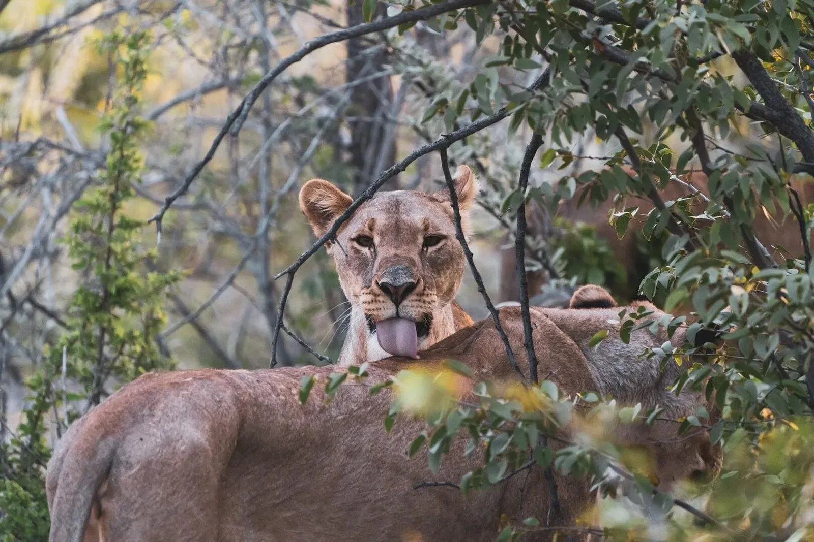 Volunteer Opportunities in Namibia