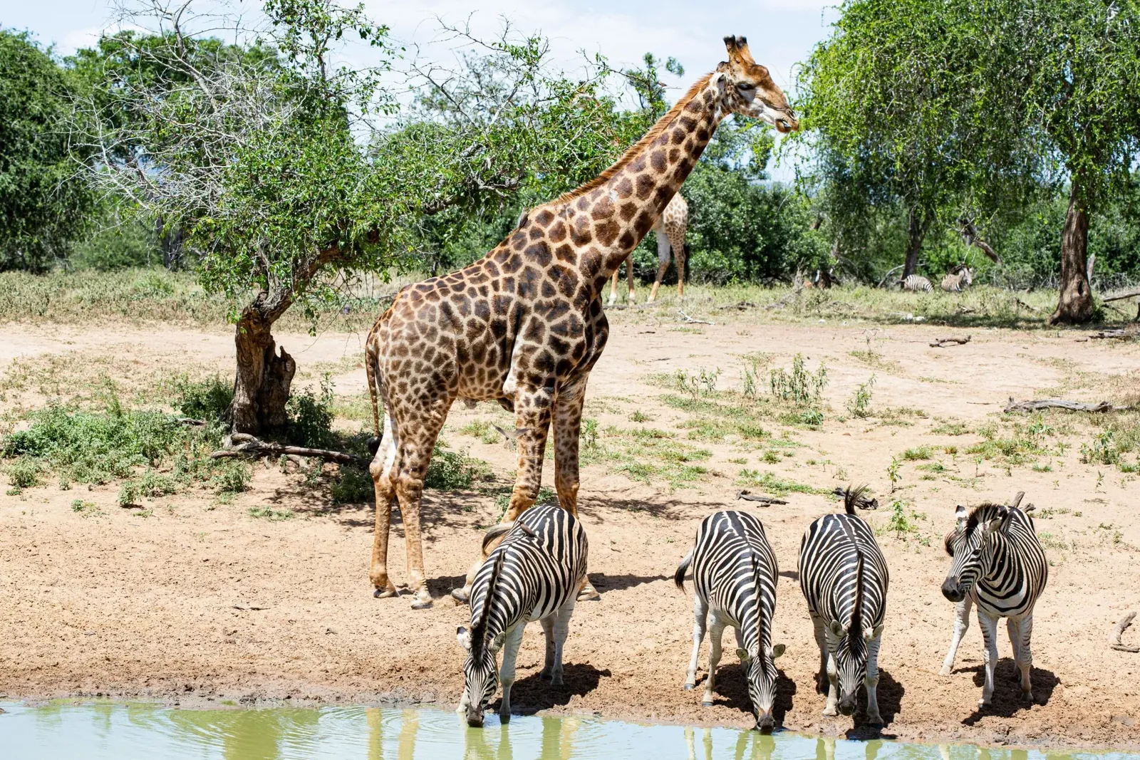Protection des animaux sauvages au Botswana, photo 7