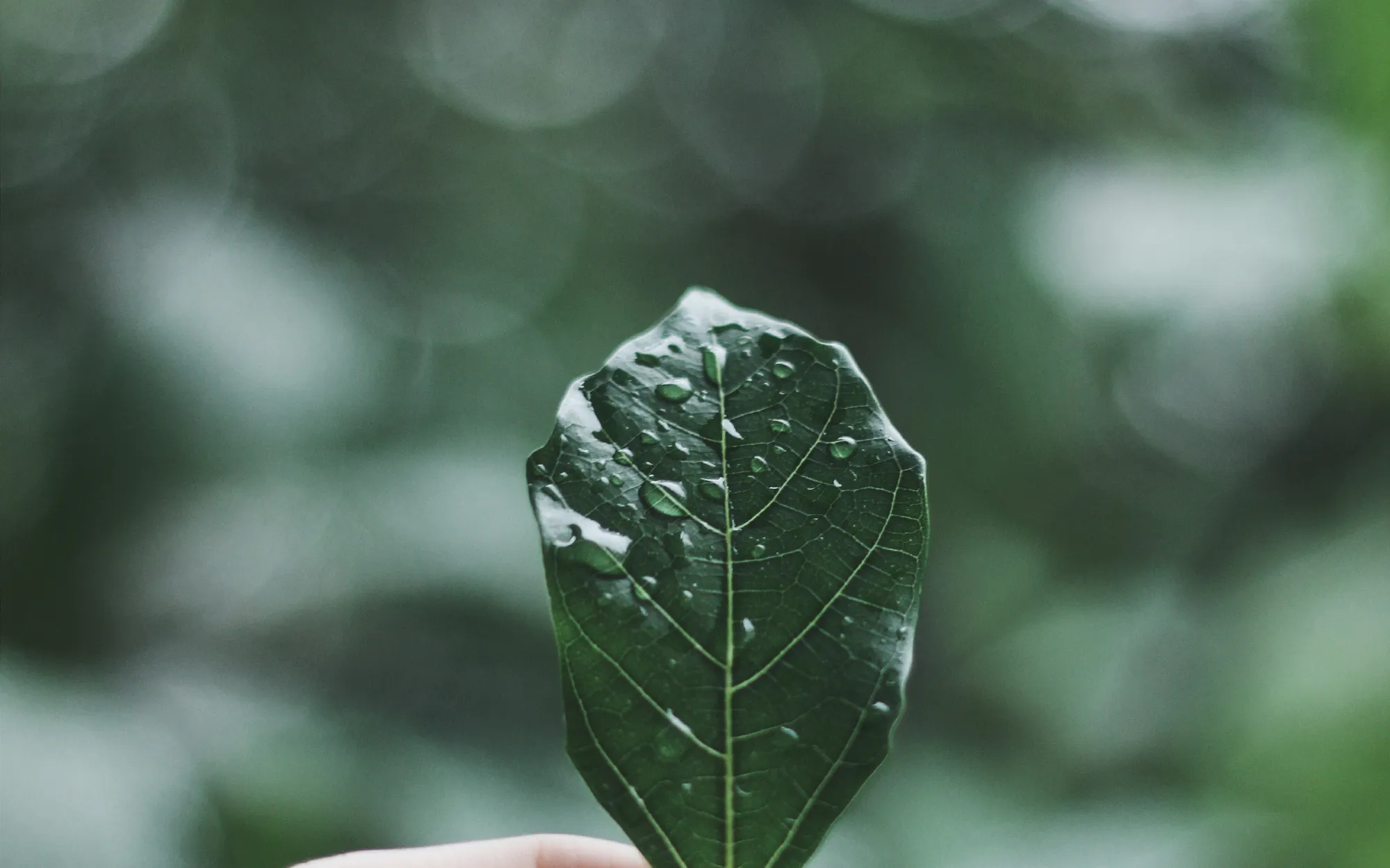 Hand holding a green leaf covered in raindrops