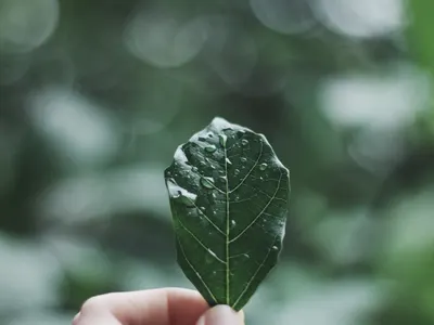 Hand holding a green leaf covered in raindrops