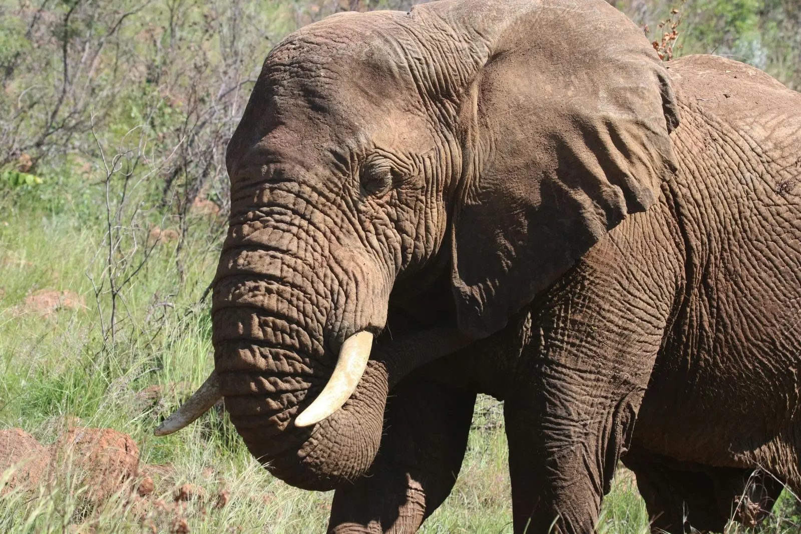 Protection des animaux sauvages au Botswana, photo 8