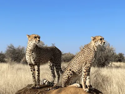 Animal reserve