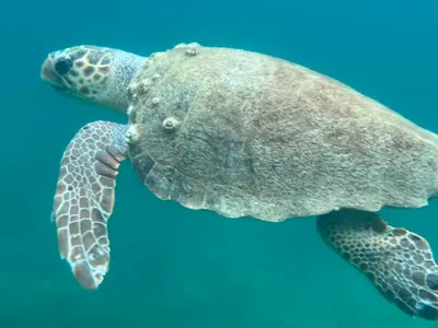 protection of sea turtles
