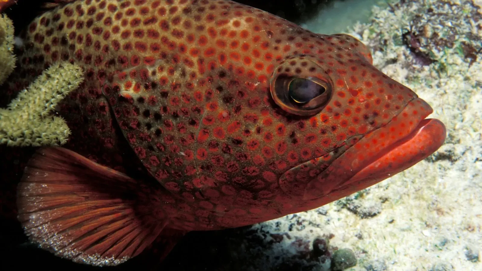 Marine protection in Spain, Barcelona, photo 14