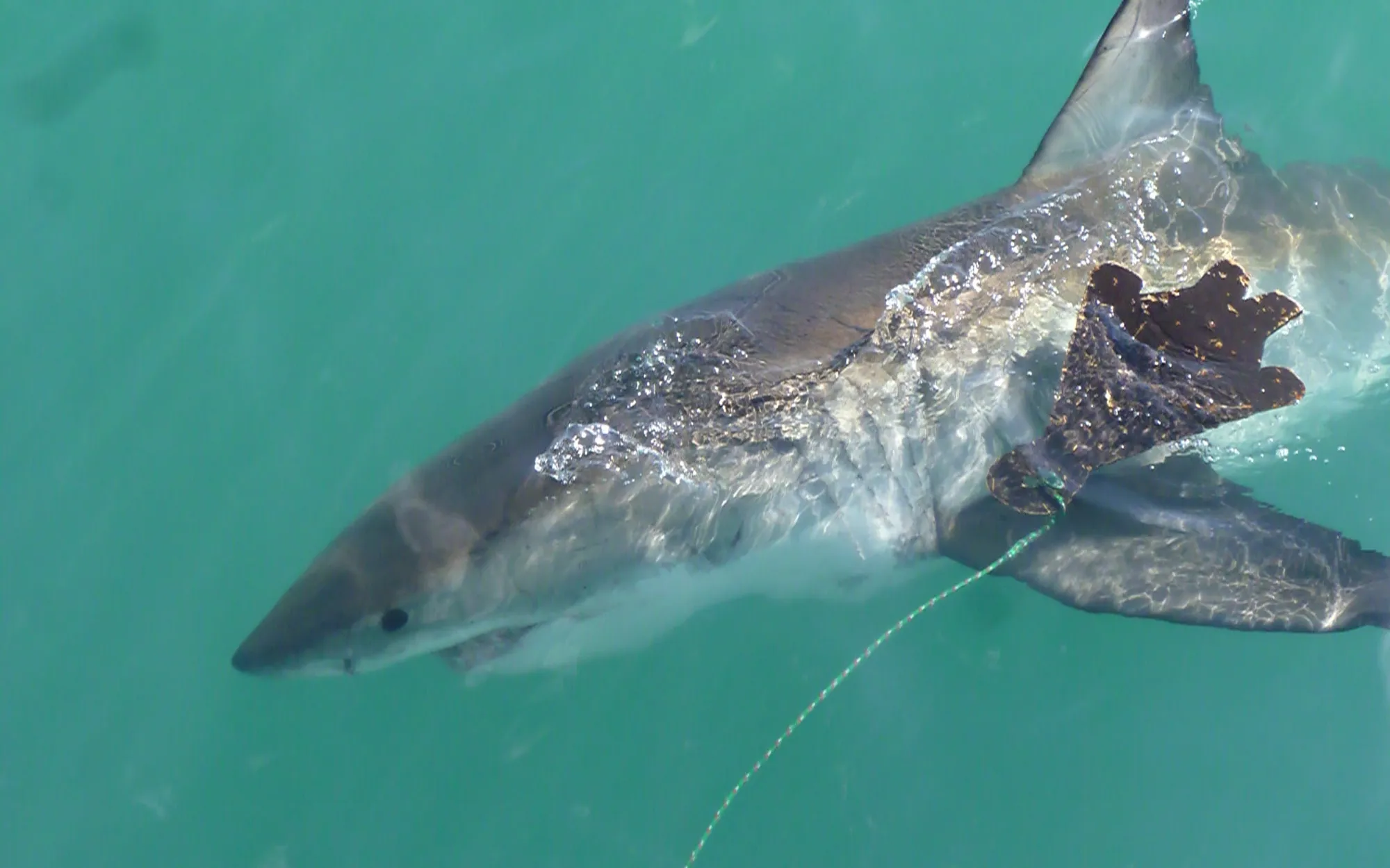 Voyage durable responsable avec les grands requins blancs : Axelle nous raconte !