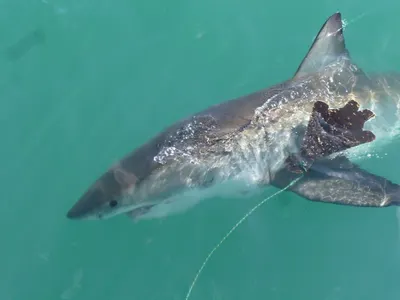 Voyage durable responsable avec les grands requins blancs : Axelle nous raconte !