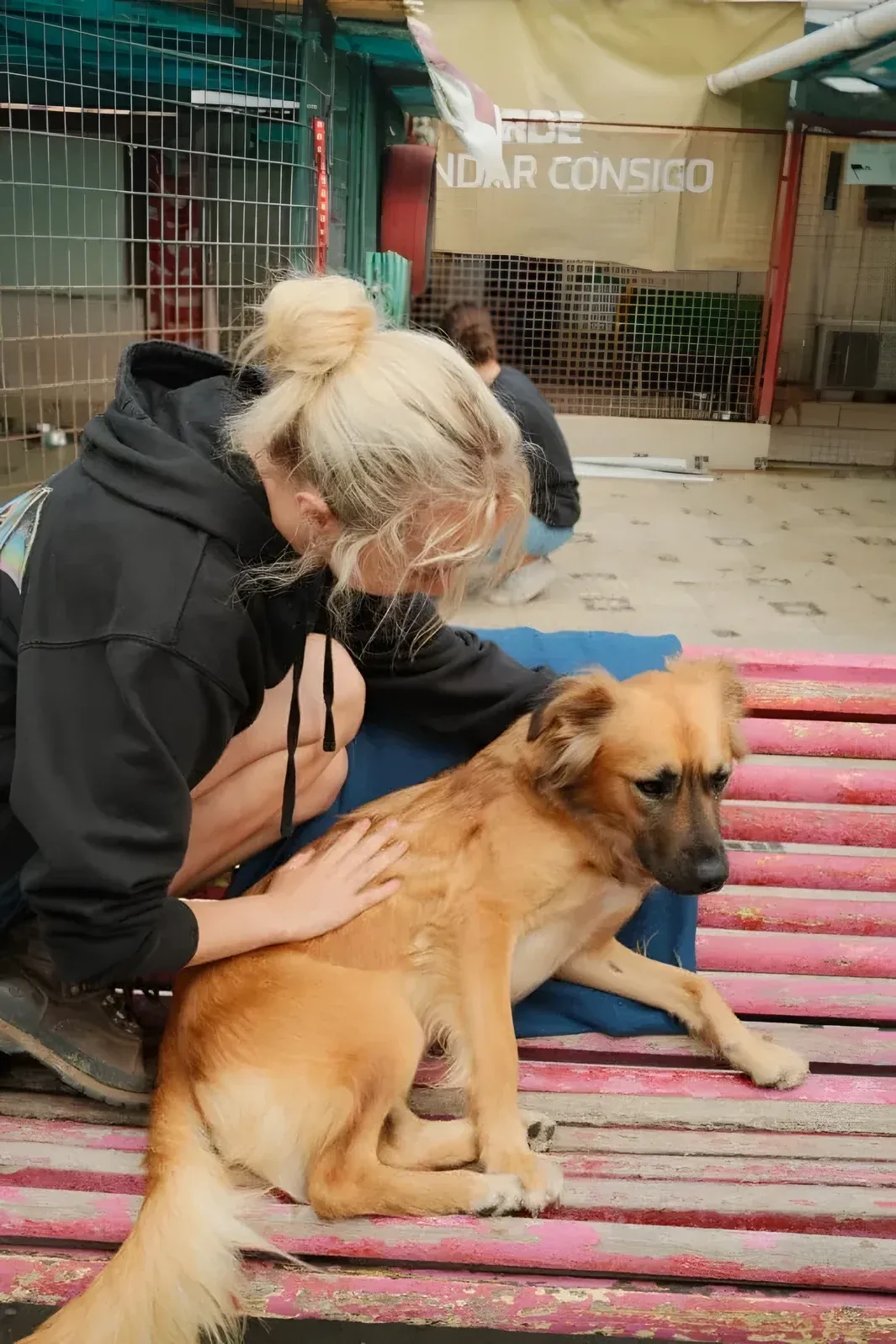 Refuge pour animaux au Portugal, photo 20