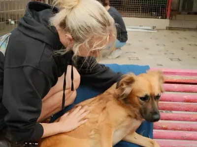Animal care program in Portugal, photo 20