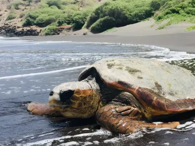 Turtle Conservation in Cape Verde, photo 2